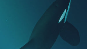 CITIZEN PROMASTER ECO DRIVE SOLAR SUBMERSIBLE ORCA MEN WATCH BN0230-04E